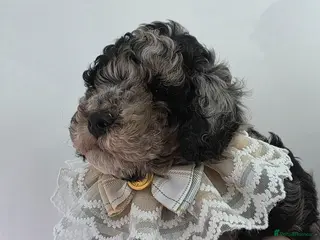 Cavapoo dogs Beautiful f1b cavapoo boys - Advert 6