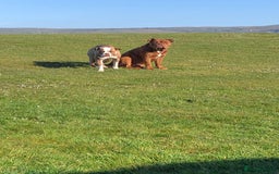 Old Tyme Bulldog dogs for sale: Bulldog pups 💜 1 GIRL LEFT REDUCED 💜   - Image 15