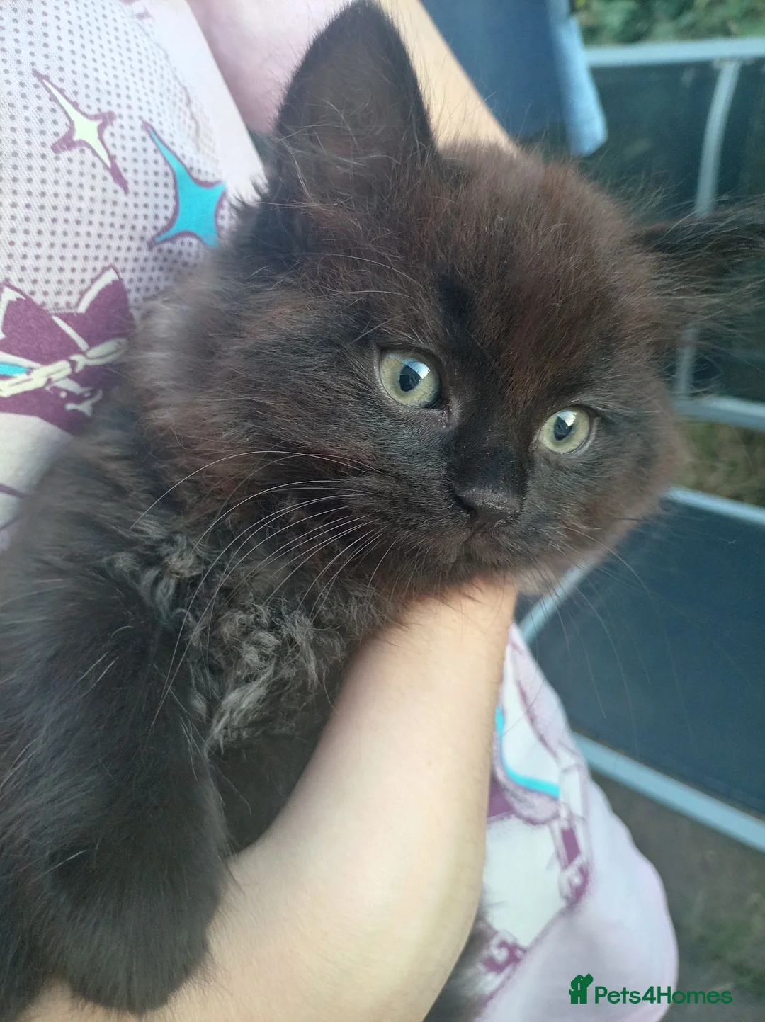 Mixed Breed cats for sale: Gorgeous Chonky Floofy Smoky Boy - Advert 1