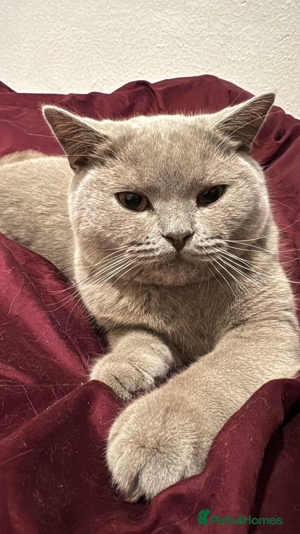 British Shorthair cats Male British Shorthair for sale - Advert 1