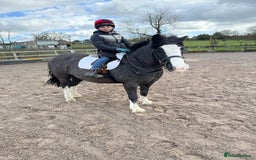 Irish Cob horses for sale: 13hh Super Safe Cob - Image 8