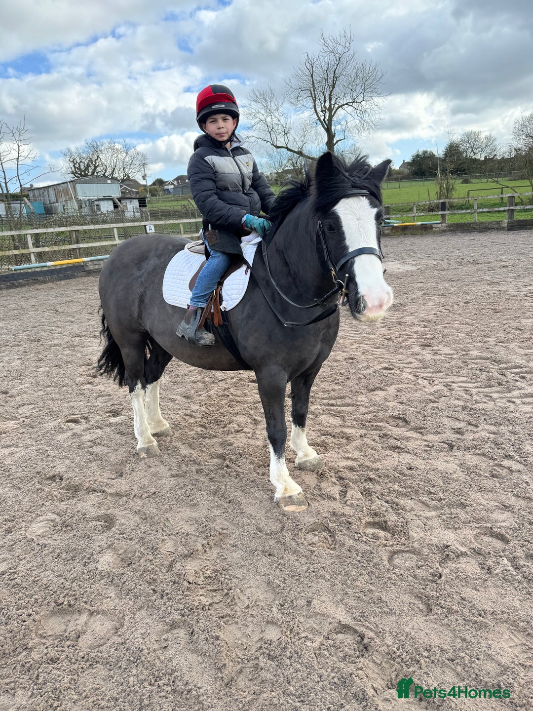 Irish Cob horses for sale: 13hh Super Safe Cob - Image 8