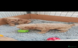 Cavapoo dogs for sale: Cavapoo puppies  - Image 8