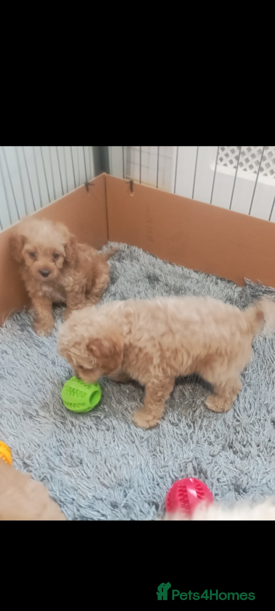 Cavapoo dogs for sale: Cavapoo puppies  - Image 8