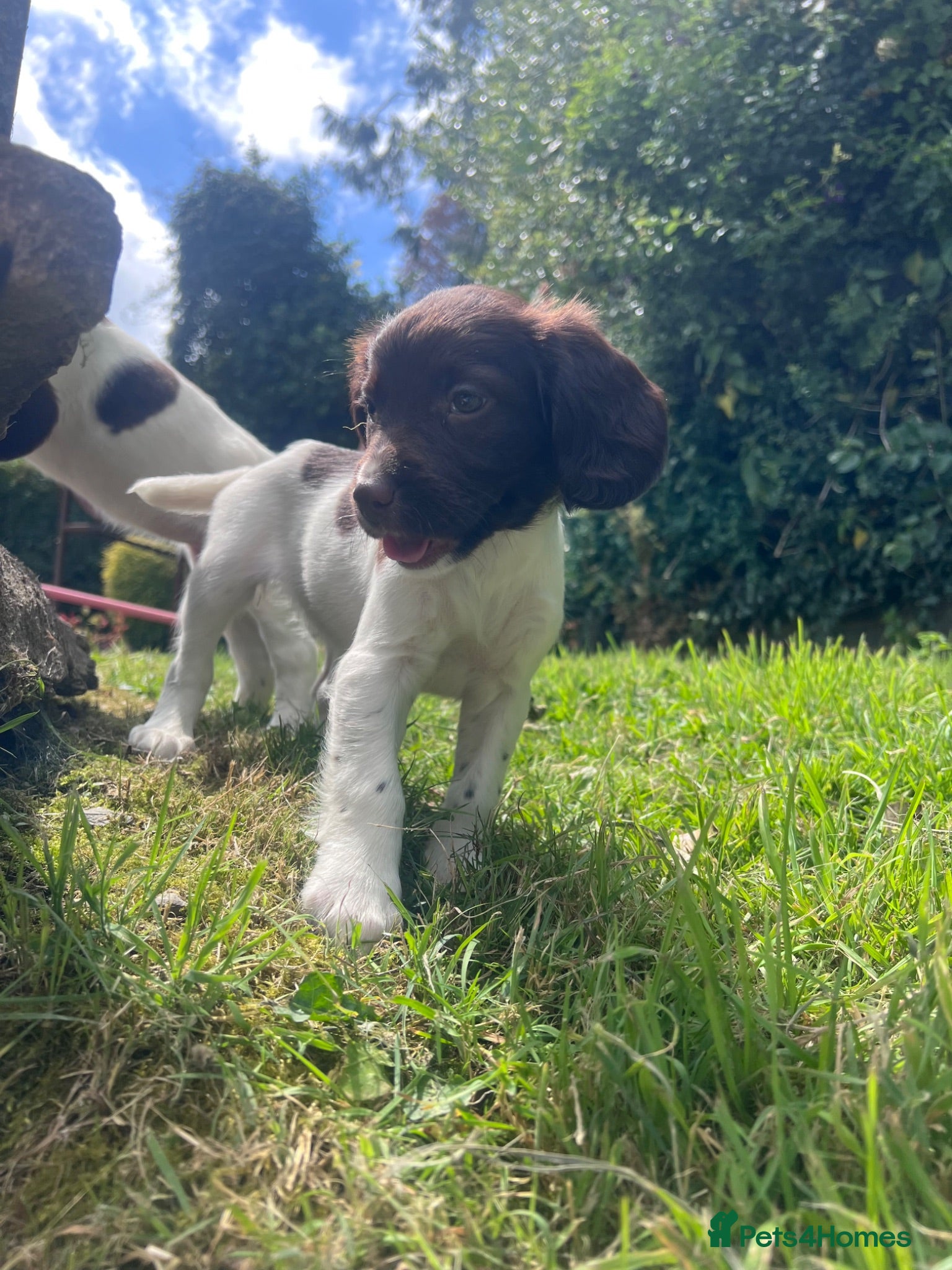 English Springer Spaniel dogs Gorgeous English Springer Spaniels - Advert 10
