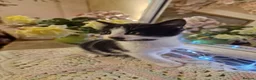 Mixed Breed cats for sale: Beautiful kittens for sale - Advert 6
