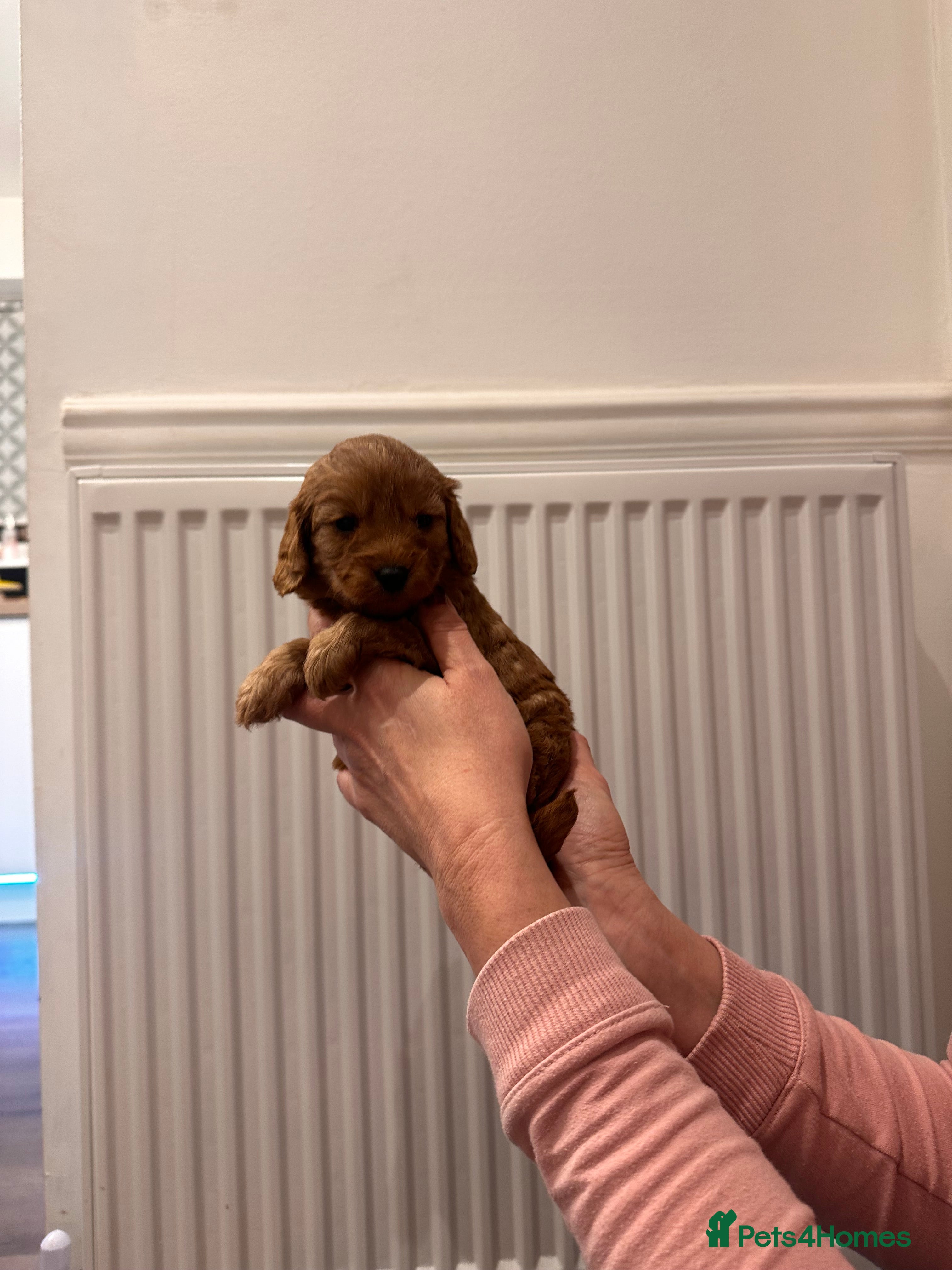 Cavapoo dogs Toy F1b Cavapoo puppies  - Advert 6