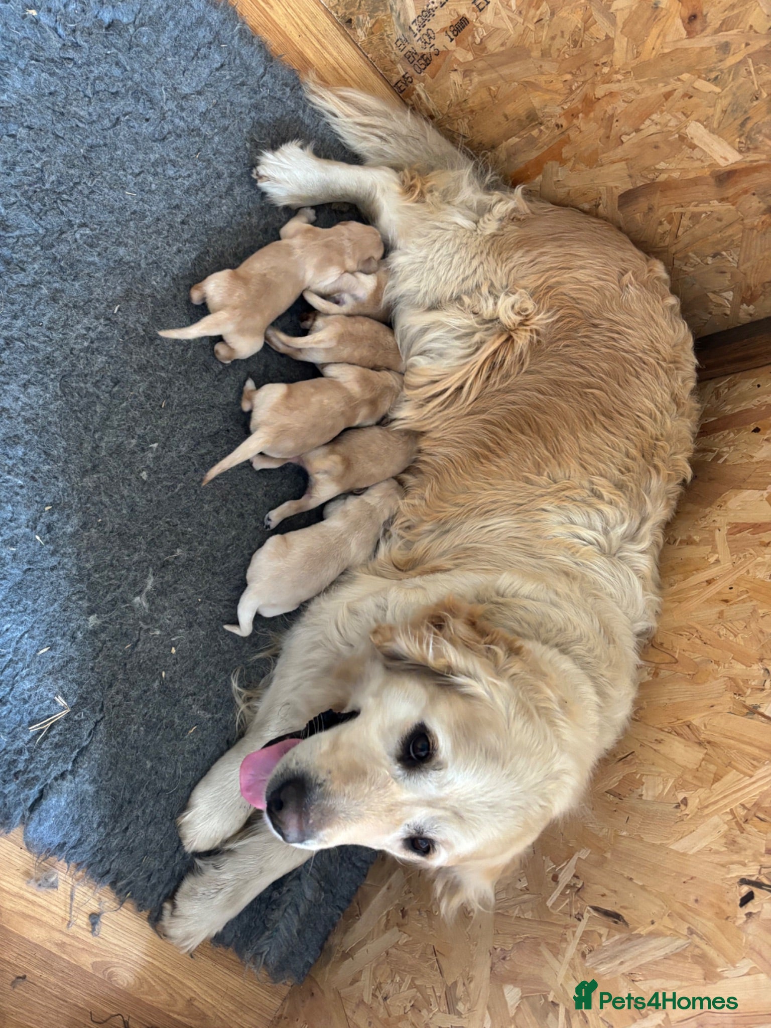 Golden Retriever dogs Gorgeous goldens - Advert 1