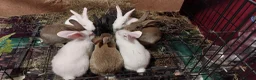 New Zealand rabbits for sale: New Zealand bunnies  in Hartfield - Advert 1