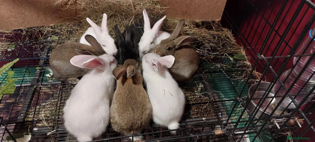New Zealand rabbits for sale: New Zealand bunnies  in Hartfield - Advert 1