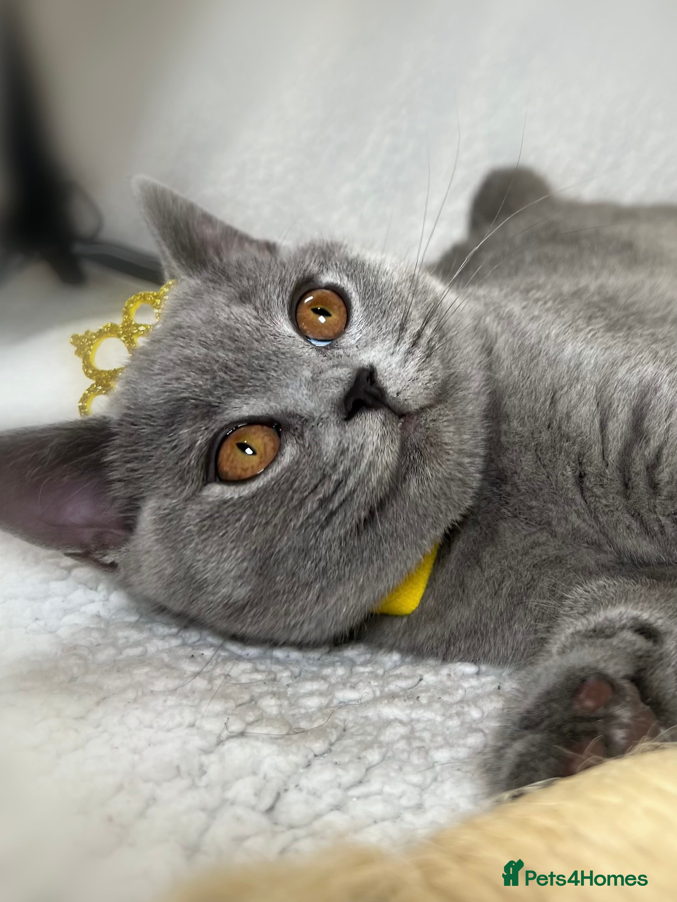 British Shorthair cats British Shorthair Girl kitten – LAST ONE ! - Advert 7