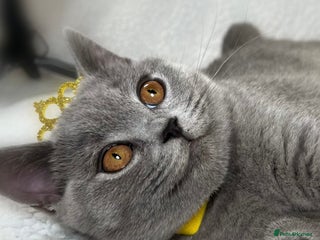 British Shorthair cats British Shorthair Girl kitten – LAST ONE ! - Advert 7