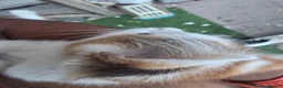 Siberian cats for sale: Beautiful Calico Siberian Girl Kitten - Advert 2