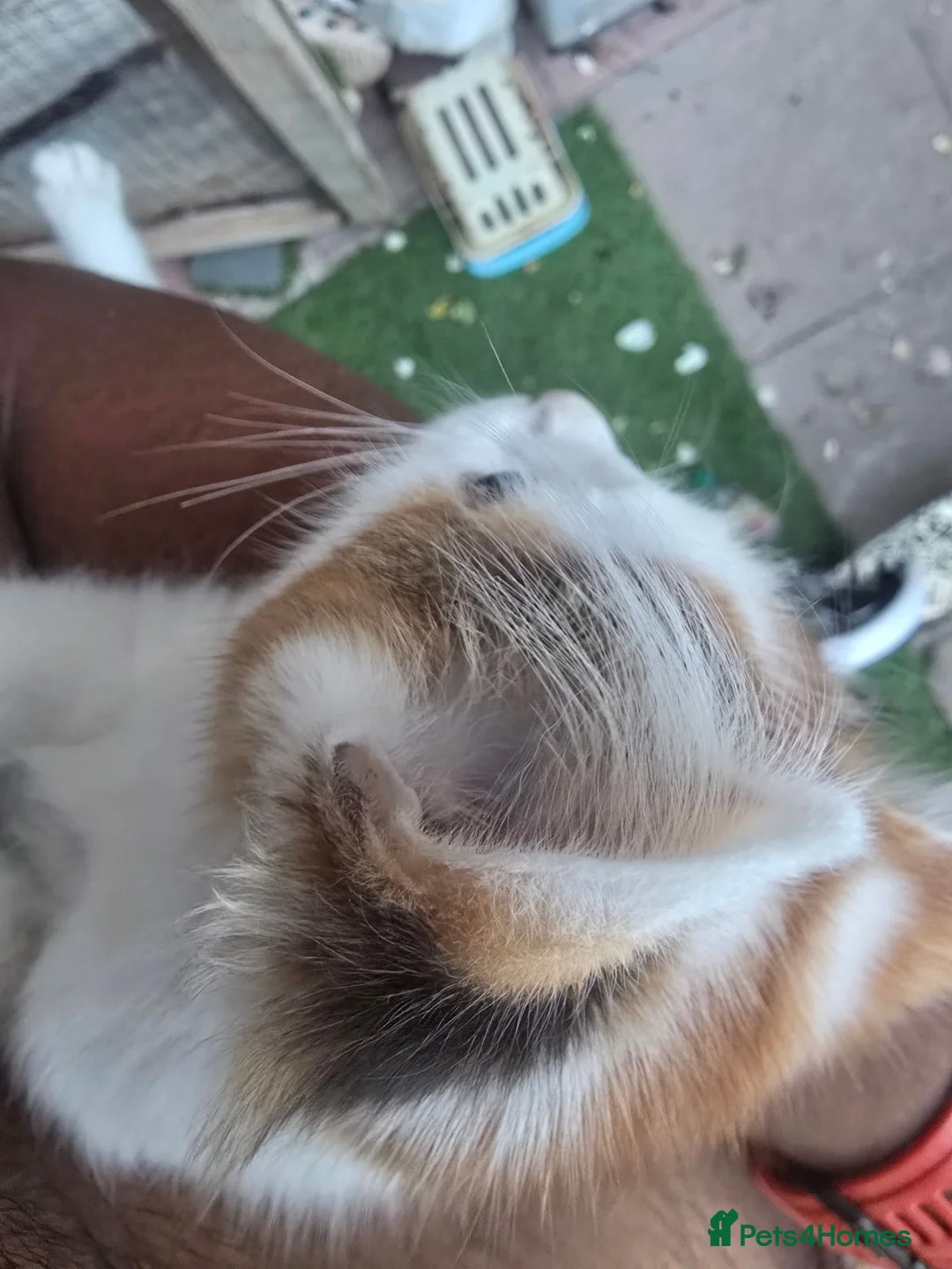 Siberian cats for sale: Beautiful Calico Siberian Girl Kitten - Advert 2