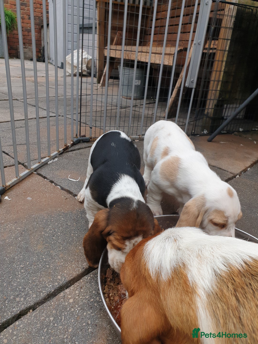 Basset Hound dogs for sale: Basset hound puppies  - Image 4
