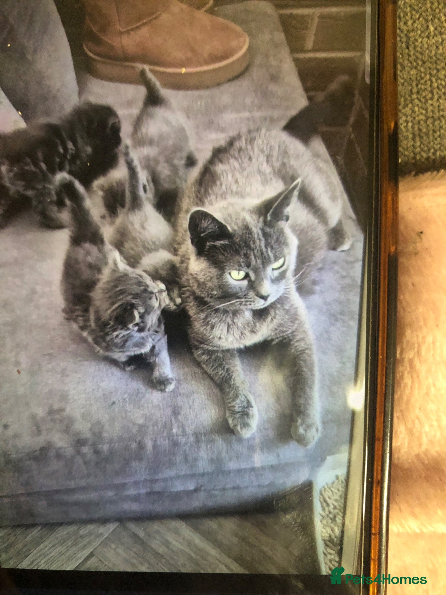 Russian Blue cats for sale: Russian blue/Norwegian forest mixed - Advert 1