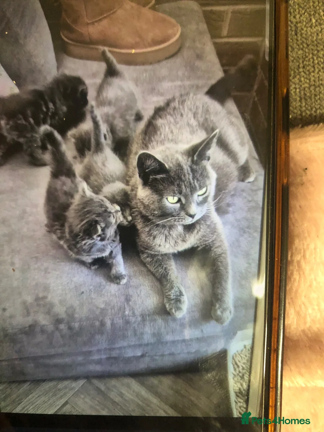 Russian Blue cats for sale: Russian blue/Norwegian forest mixed - Advert 1