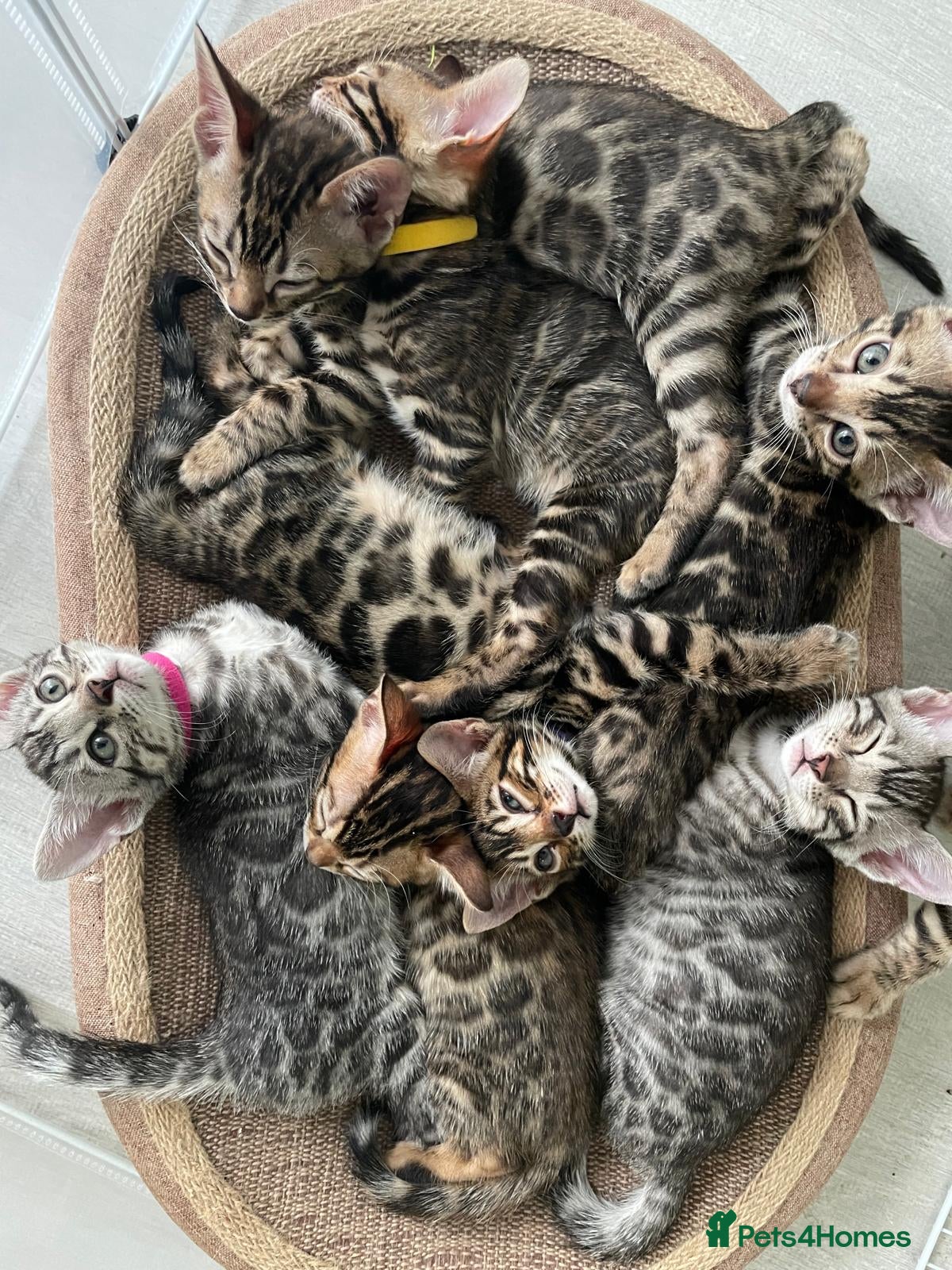 Bengal cats - Brown &amp; Silver Bengals—Experienced Homes Only - Advert 1
