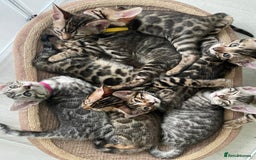 Bengal cats for sale: 12 Bengal Cubs Ready for Their Forever Home - Image 1