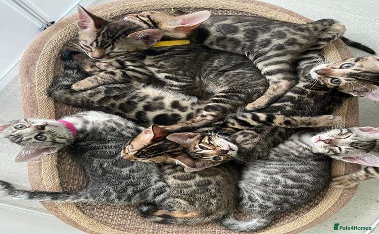 Bengal cats - Advert 3
