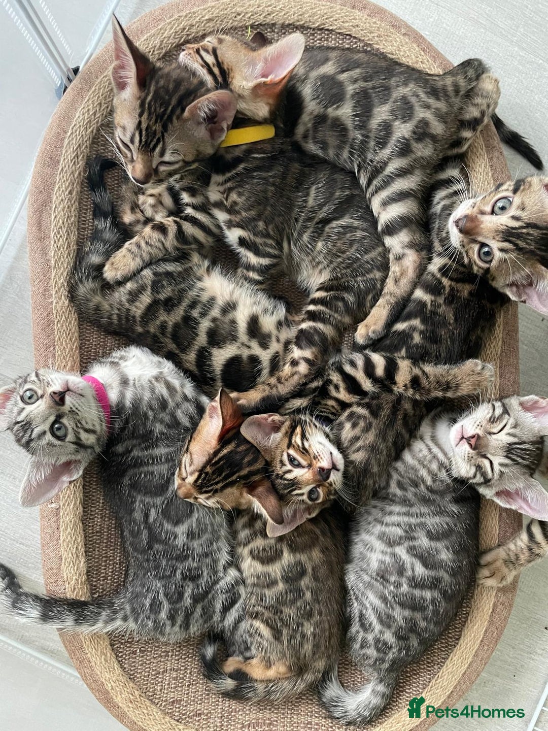 Bengal cats for sale: 12 Bengal Cubs Ready for Their Forever Home - Image 1