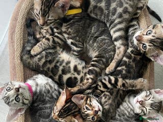 Bengal cats - Brown & Silver Bengals—Experienced Homes Only - Advert 17