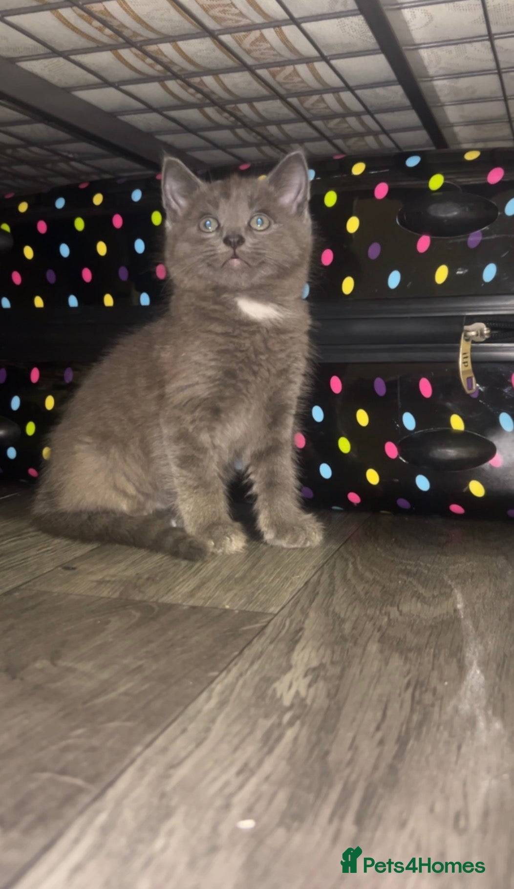 British Longhair cats Beautiful kitten  - Advert 1