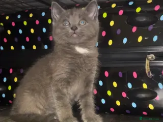 British Longhair cats Beautiful kitten - Advert 3