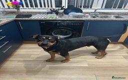 Mixed Breed dogs for sale: Beautiful dog needing forever home - Image 4