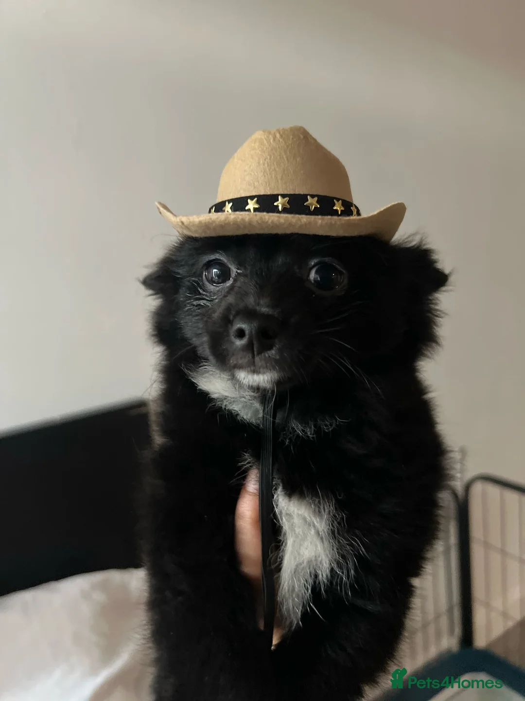 Pomeranian dogs for stud: DIESEL Black and White Male Pomerania for Stud - Advert 1