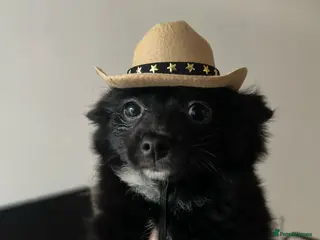 Pomeranian dogs DIESEL Black and White Male Pomerania for Stud - Advert 1