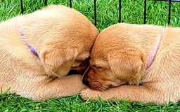 Labrador Retriever dogs for sale: Excellent KC Registered Fox Red Puppies For Sale - Image 3