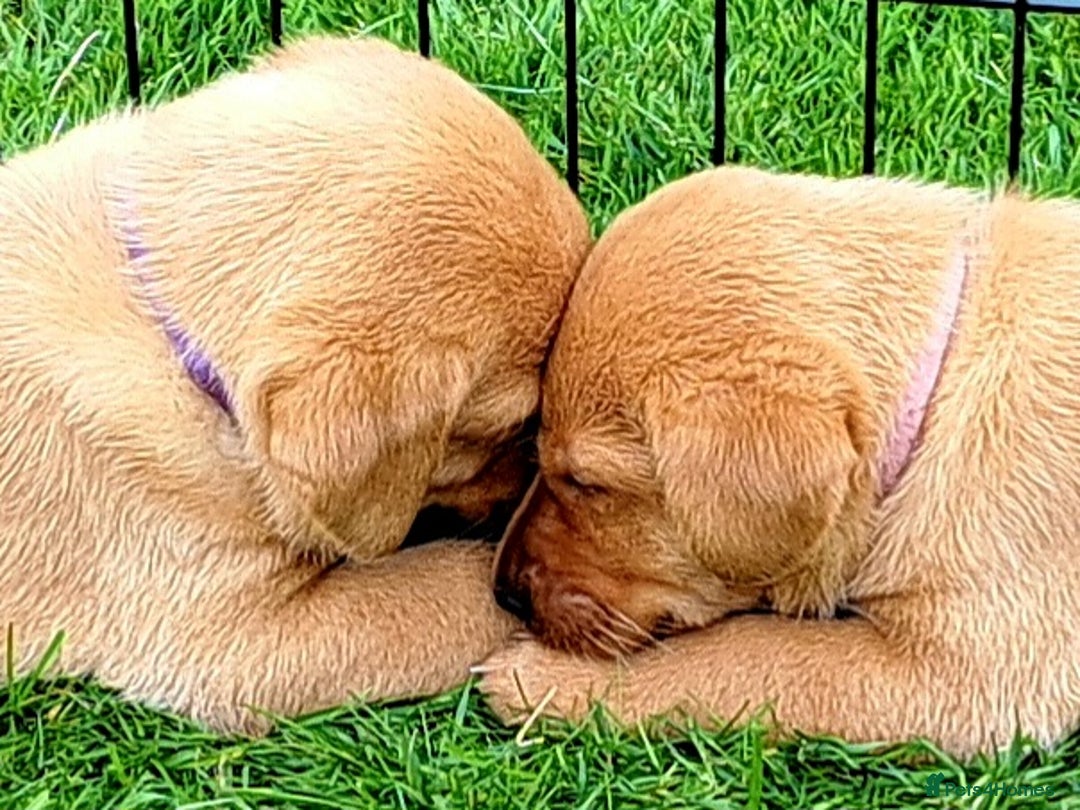Labrador Retriever dogs for sale: Excellent KC Registered Fox Red Puppies For Sale - Image 3