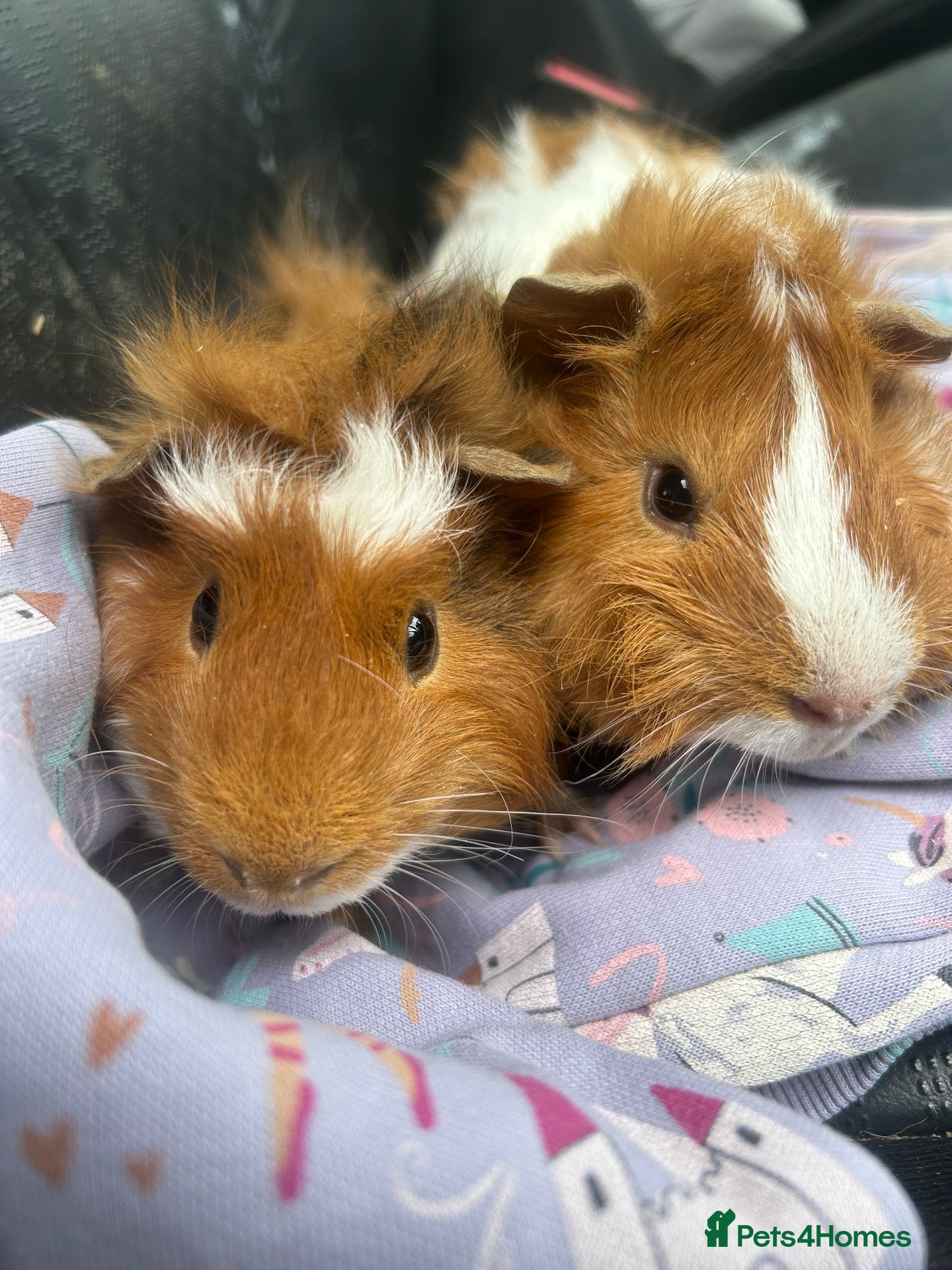 Guinea Pig rodents Baby guinea pigs for sale  - Advert 5
