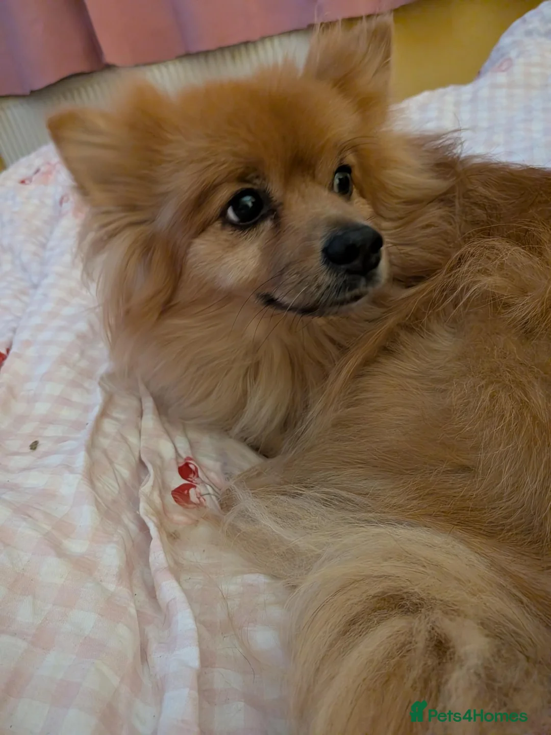 Pomeranian dogs for sale: Urgent rehoming male Pomeranian in Louth - Advert 2