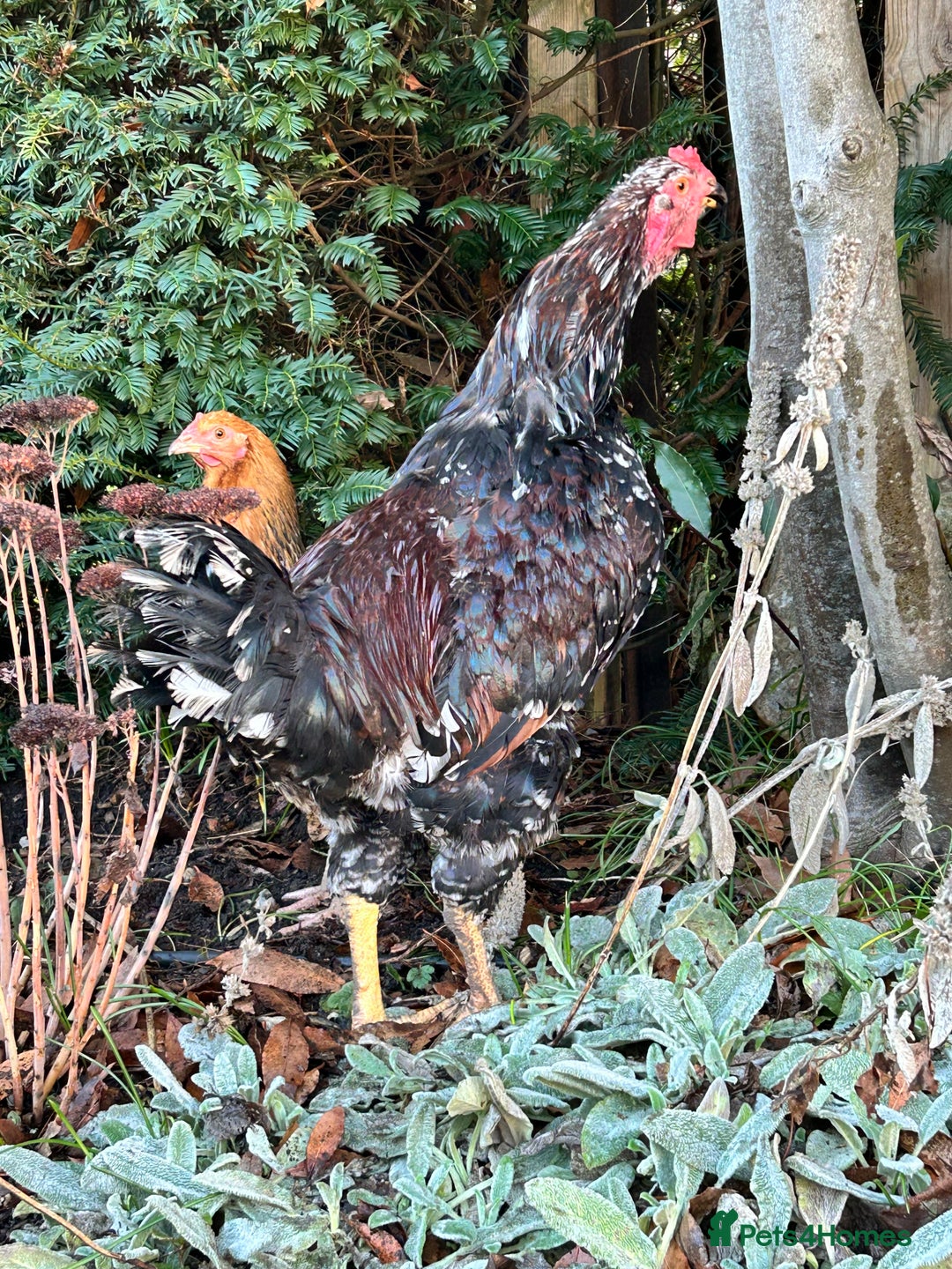 Chickens poultry for sale: Beautiful Cockerel  - Advert 4