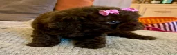 Cavapoo dogs for sale: Curly Toy Cavapoo’s from health tested parents - Advert 16