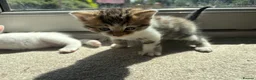 Bengal cats for sale: Beautiful mixed Bengal kittens 🐾 - Advert 2