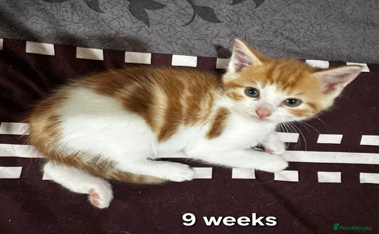 Mixed Breed cats - Advert 4