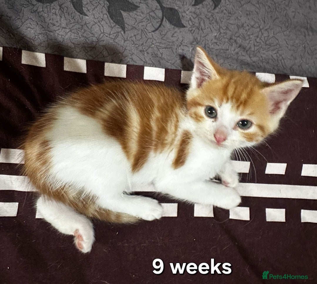 Mixed Breed cats for sale: Beautiful kittens looking for forever homes - Image 1