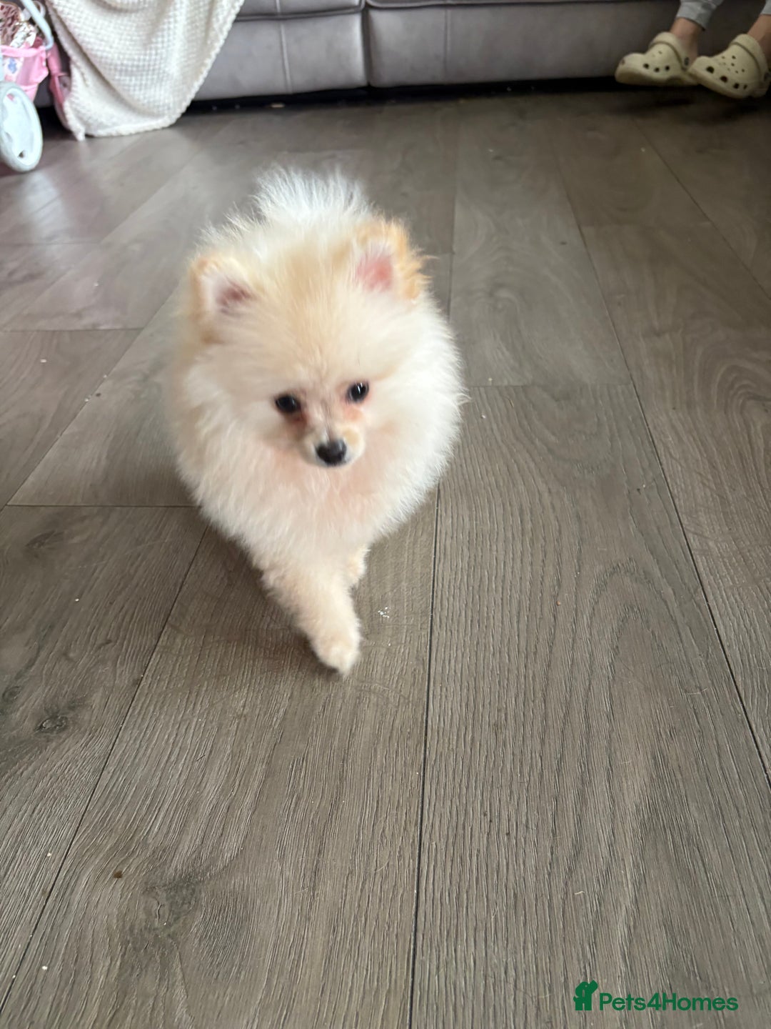 Pomeranian dogs for sale: ** Pomeranian Puppies 🐶🤍🐻🤎 - Image 16
