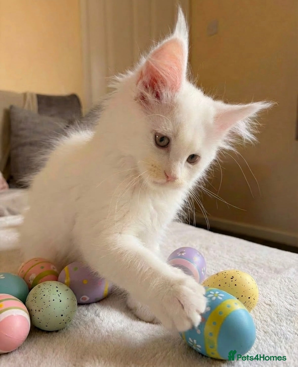 Maine Coon cats Outstanding pedigree kittens available  - Advert 15