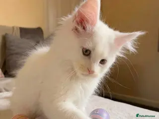 Maine Coon cats Outstanding pedigree kittens available - Advert 15