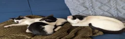 Domestic Shorthair cats for sale: 2 female kittens - Advert 3
