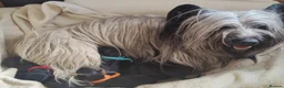 Skye Terrier dogs for sale: K.C Registered Skye Terrier pups in Haddington - Advert 1