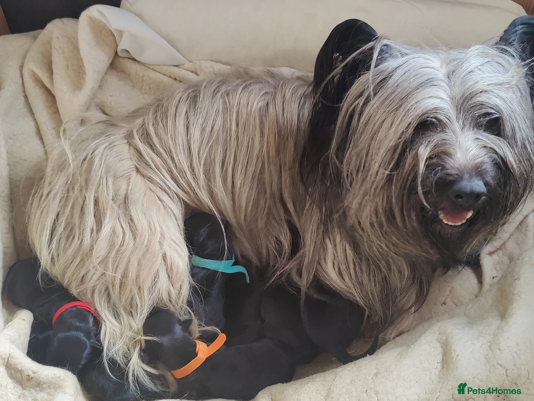 Skye Terrier dogs for sale: K.C Registered Skye Terrier pups in Haddington - Advert 1