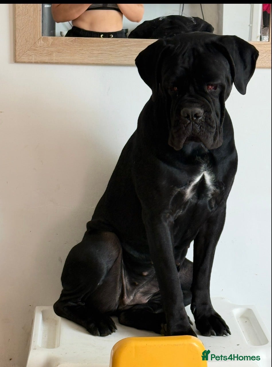 Cane Corso dogs 23month old female Cane Corso - Advert 1
