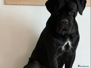 Cane Corso dogs 23month old female Cane Corso - Advert 6