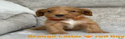 Cockapoo dogs for sale: F1 health tested cockapoo puppies - Advert 11