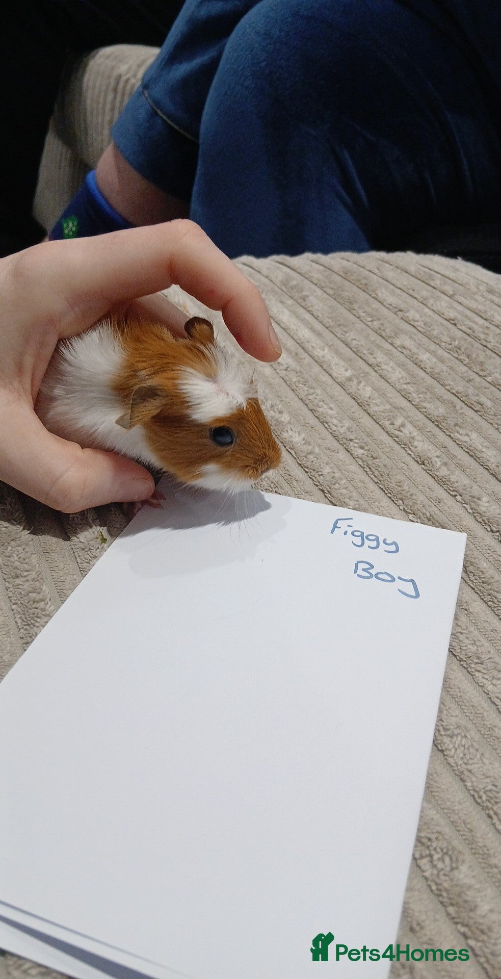 Guinea Pig rodents 2 male baby guineapigs  - Advert 1